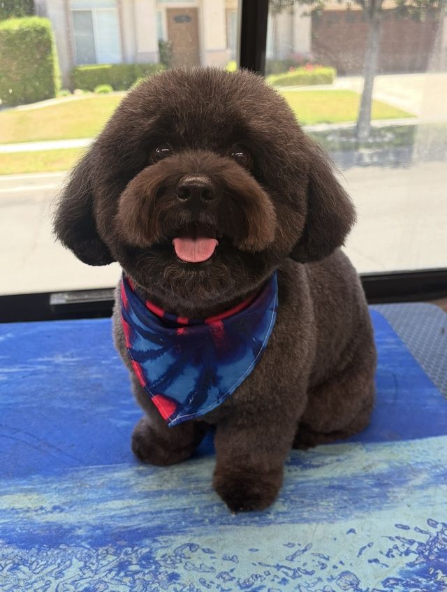 Chocolate doodle with a fluffy teddy-bear face and tie-dye bandana