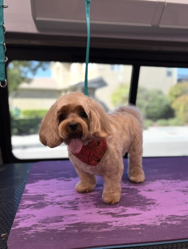 Small tan cavapoo with a red bandana on the grooming table
