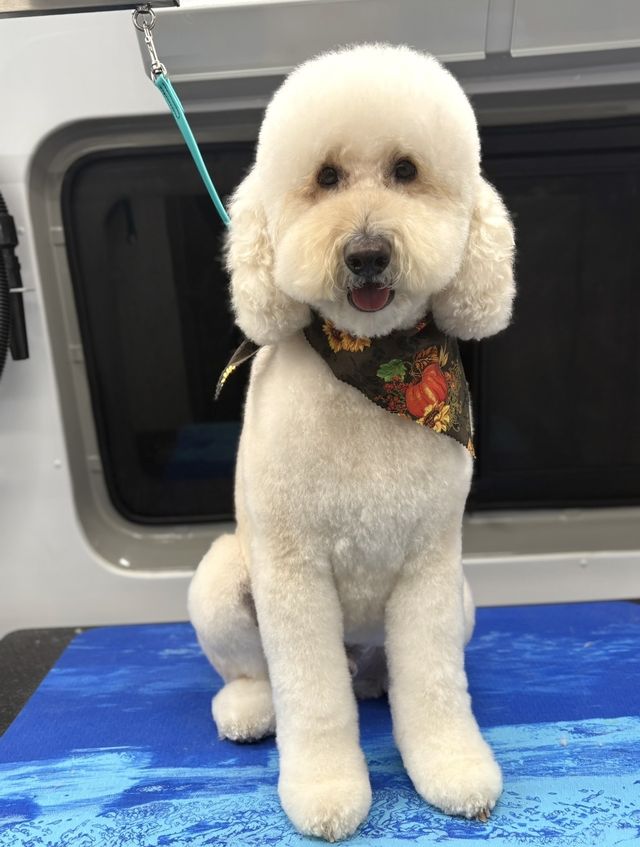 Cream doodle after a Full Haircut