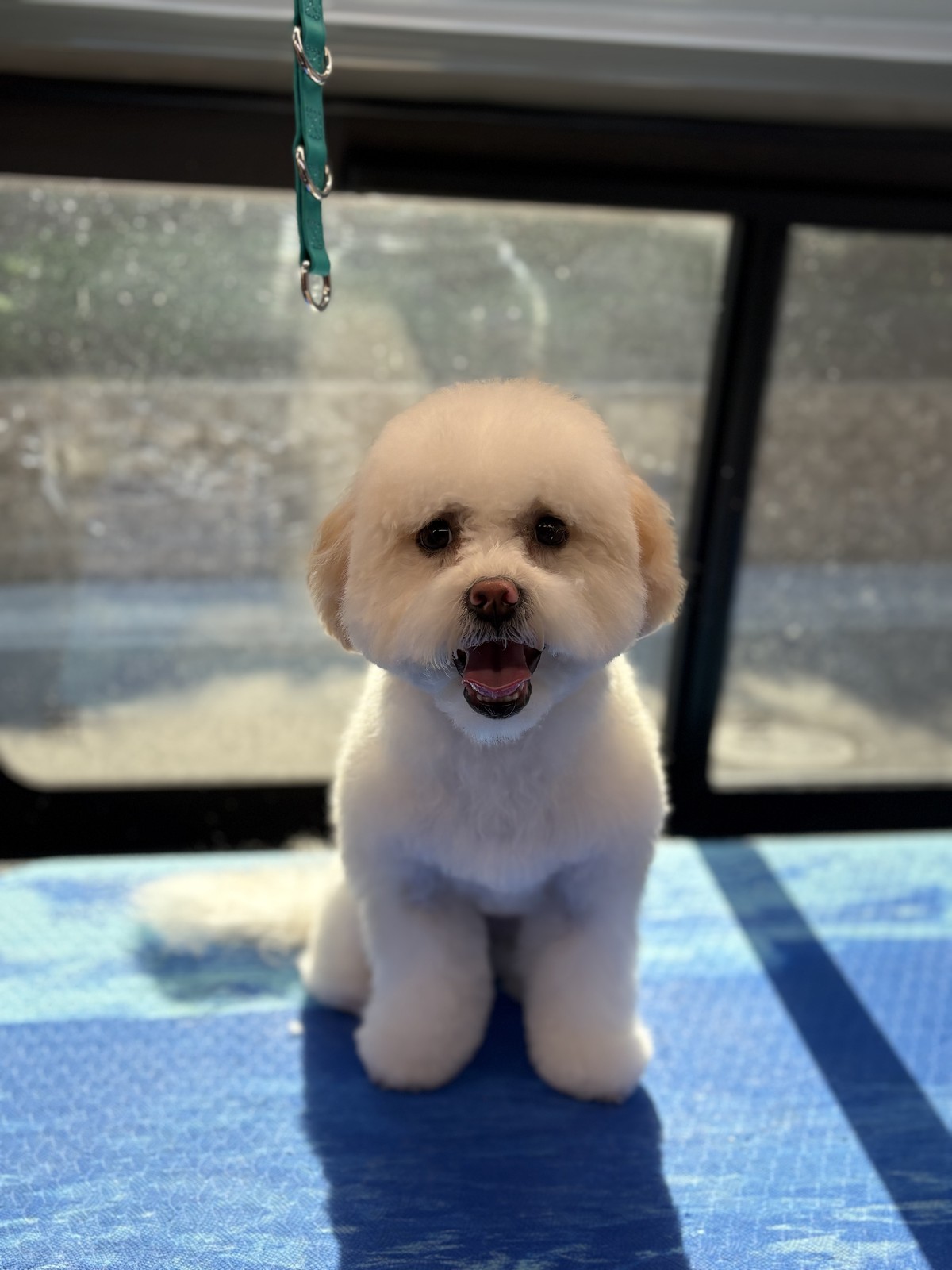 The dog after grooming, with a neatly shaped coat and rounded face