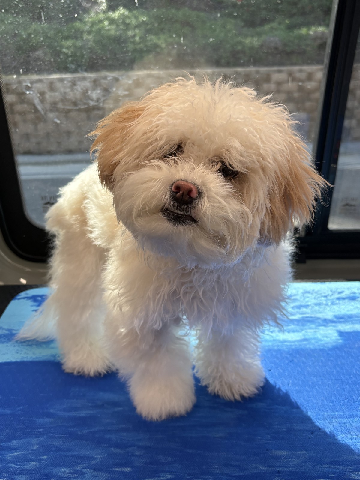 The same dog before grooming, with a longer, tousled coat