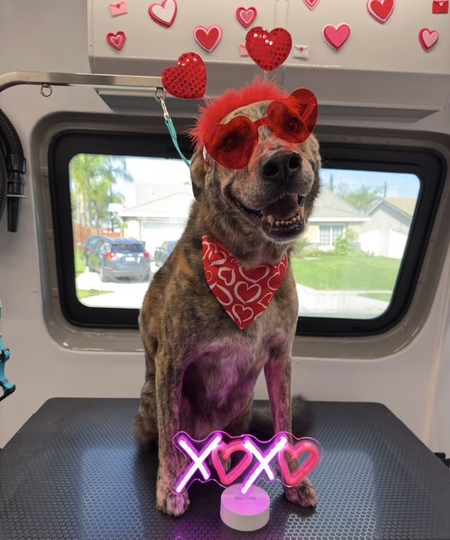 Brindle dog wearing heart glasses and a Valentine's bandana